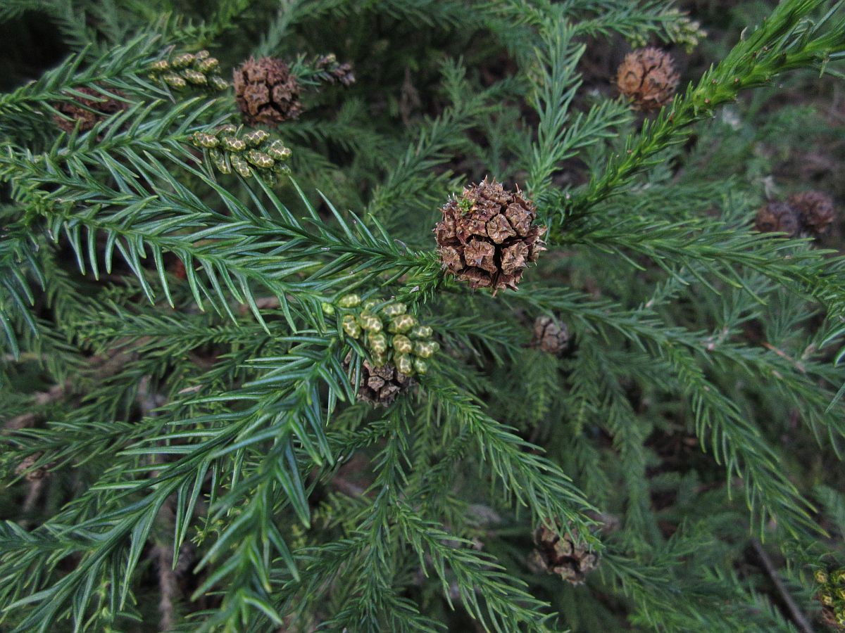 Cryptomeria japonica (door Hanneke Waller)
