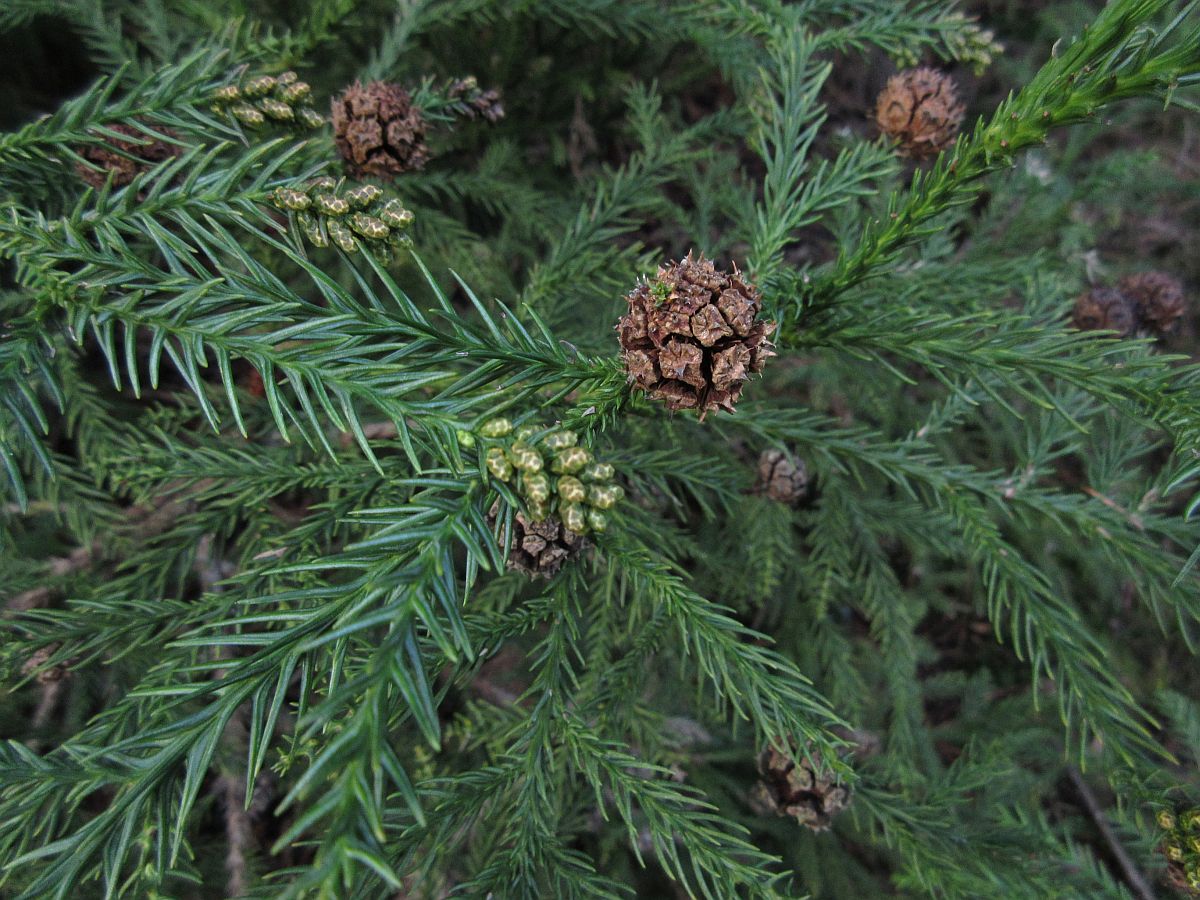 Cryptomeria japonica (door Hanneke Waller)