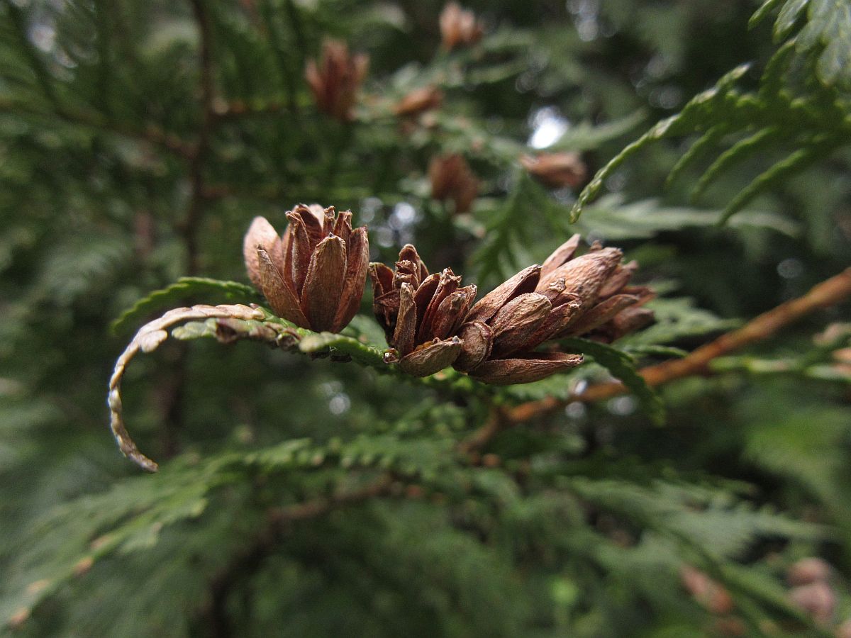 Thuja occidentalis (door Hanneke Waller)