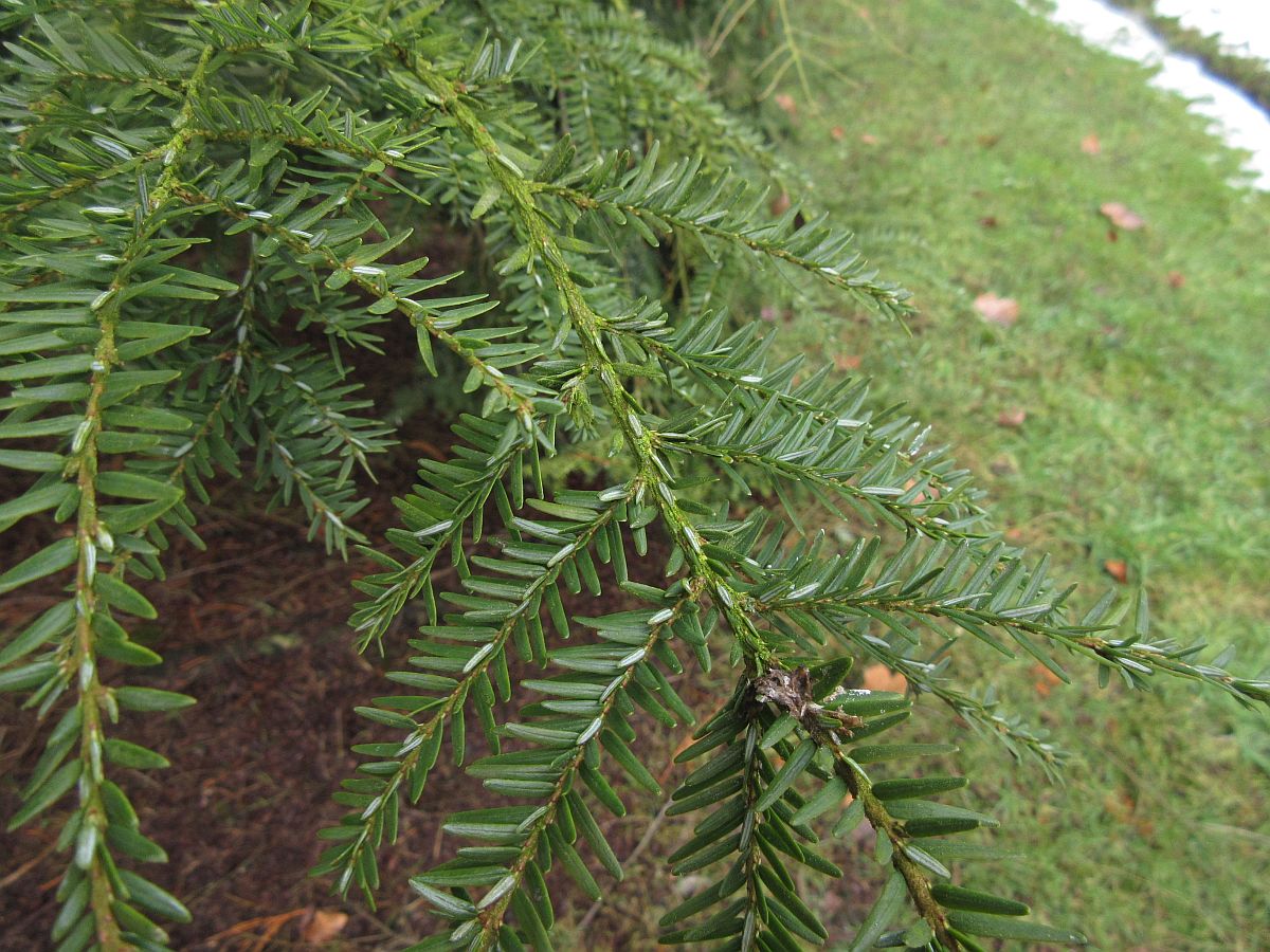 Tsuga canadensis (door Hanneke Waller)