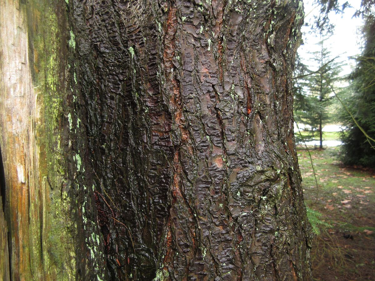 Tsuga canadensis (door Hanneke Waller)