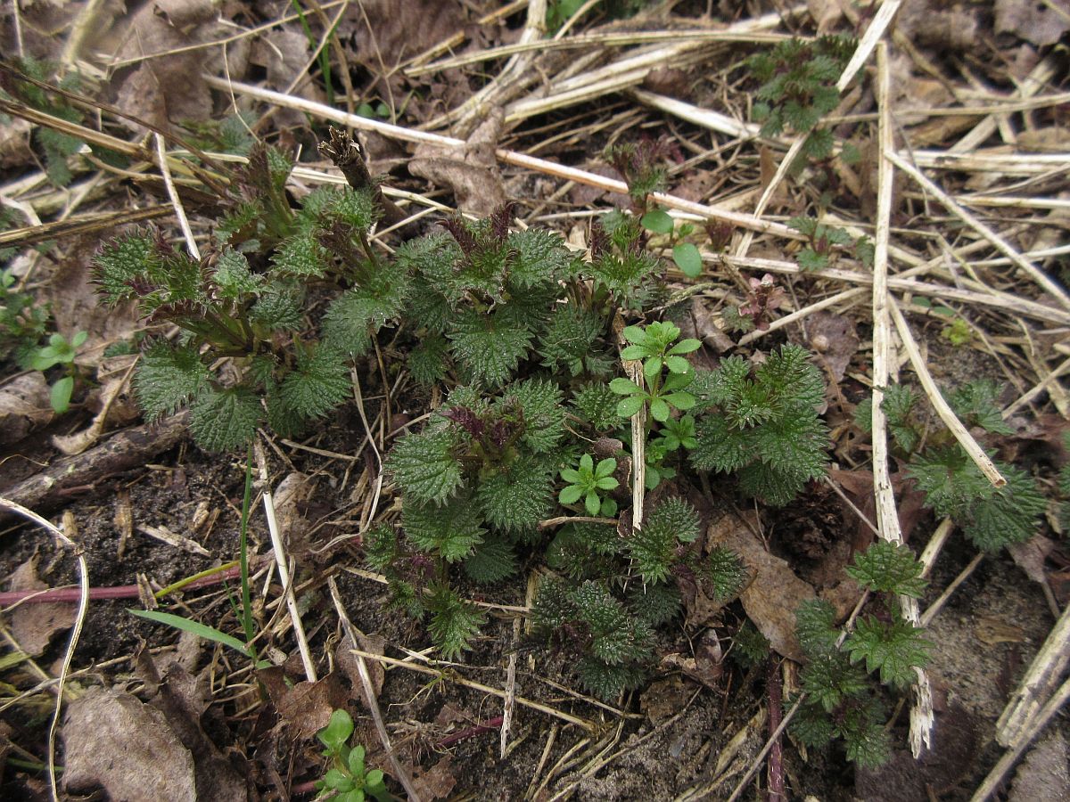 Urtica dioica (door Hanneke Waller)