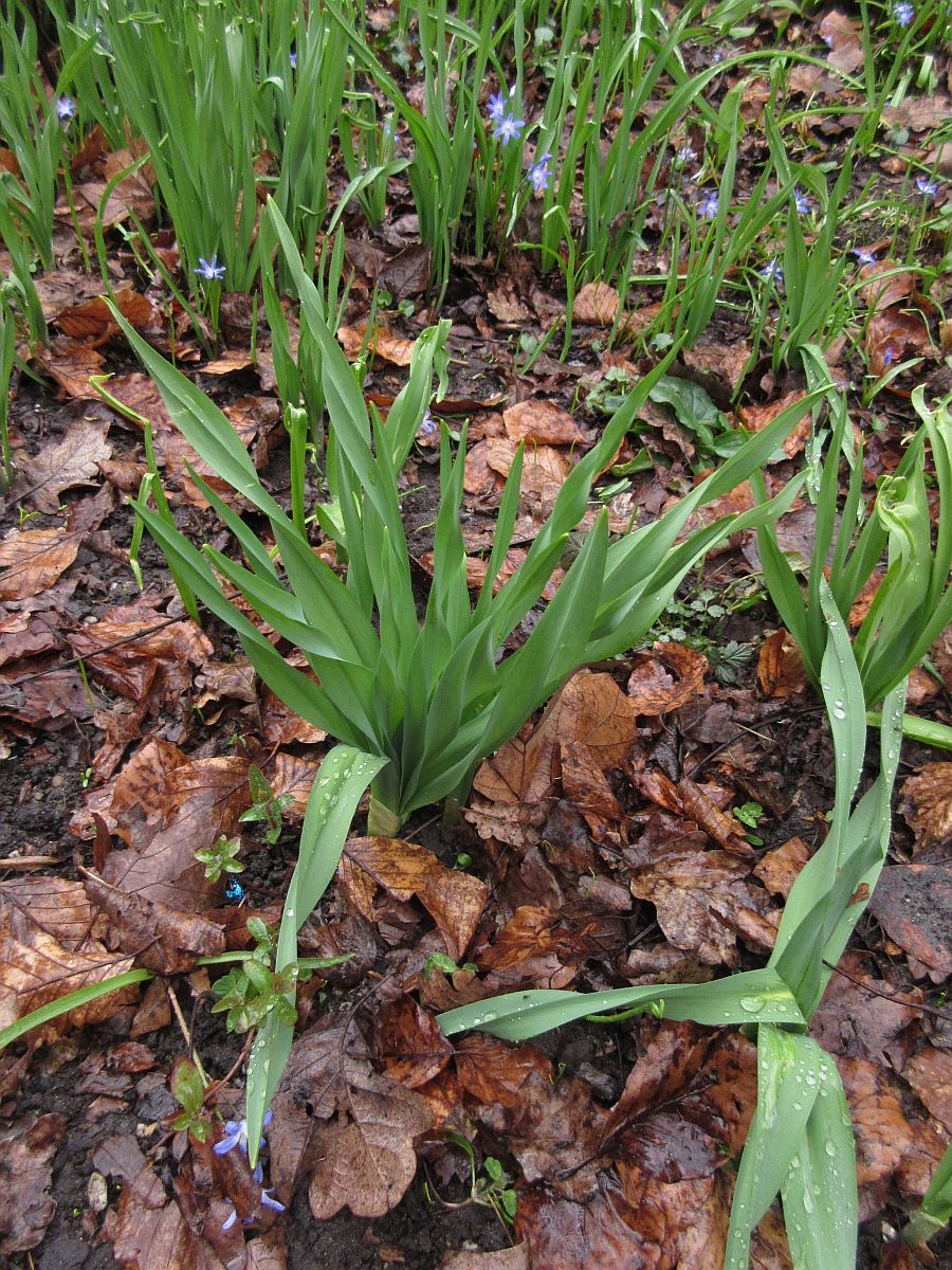 Allium siculum (door Hanneke Waller)