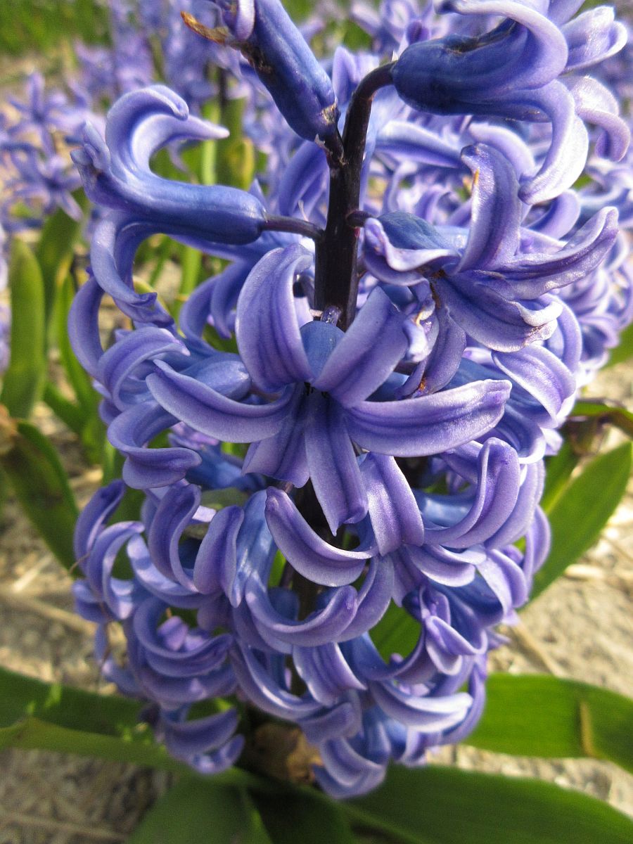 Hyacinthus orientalis (door Hanneke Waller)