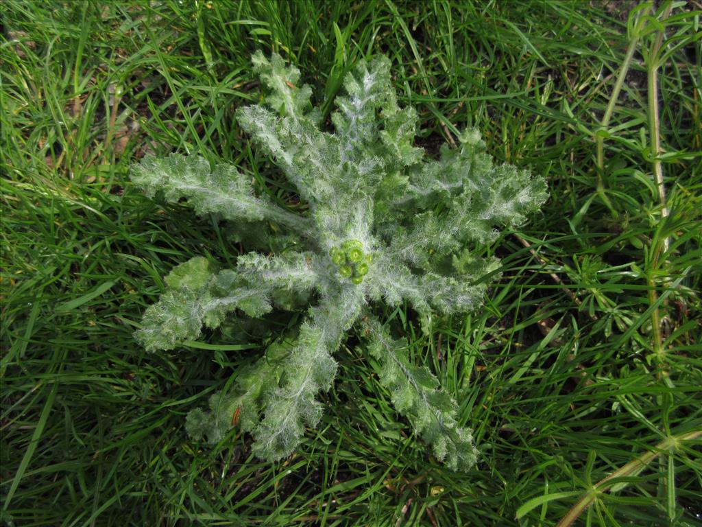 Senecio vernalis (door Hanneke Waller)