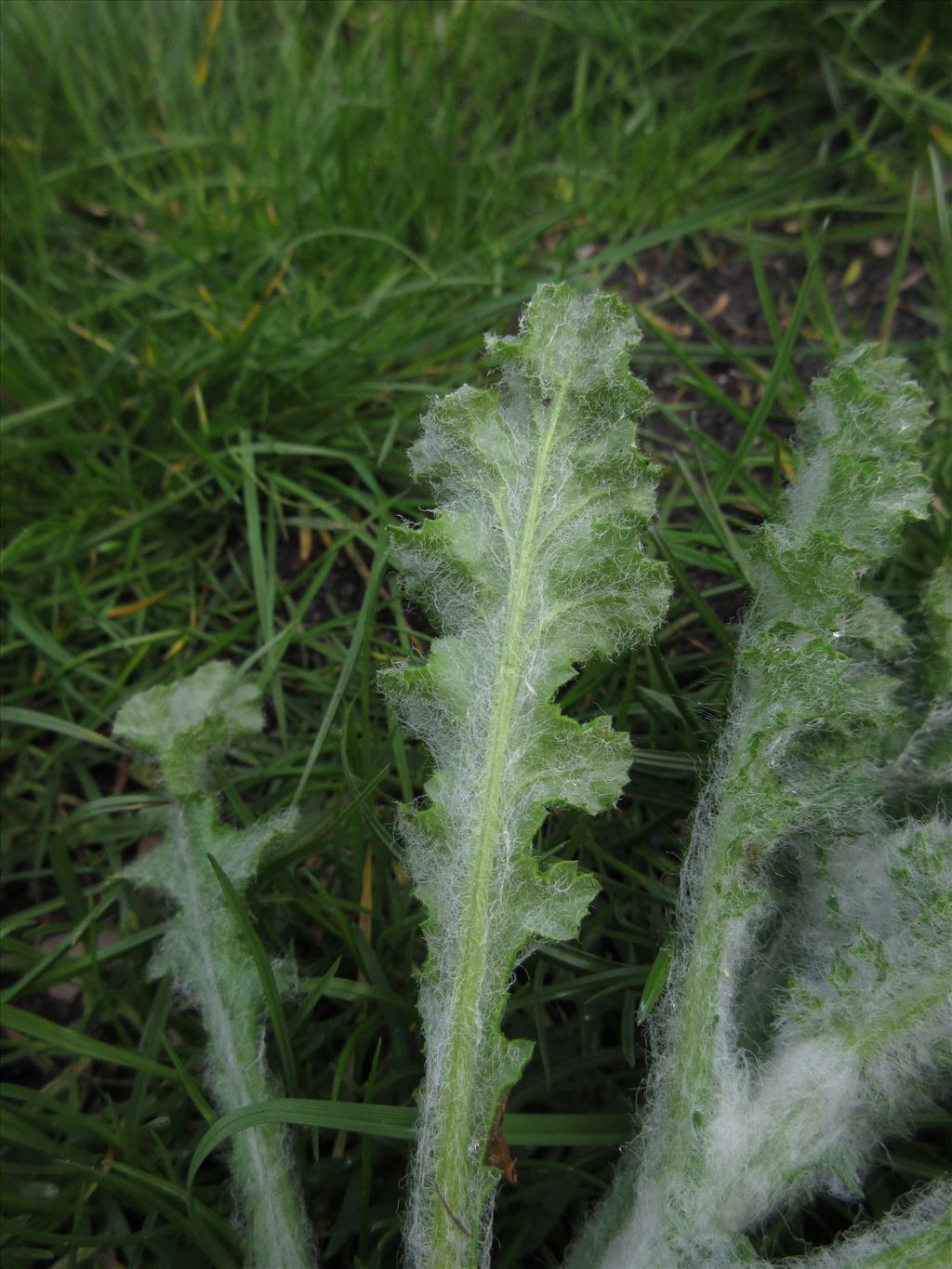 Senecio vernalis (door Hanneke Waller)