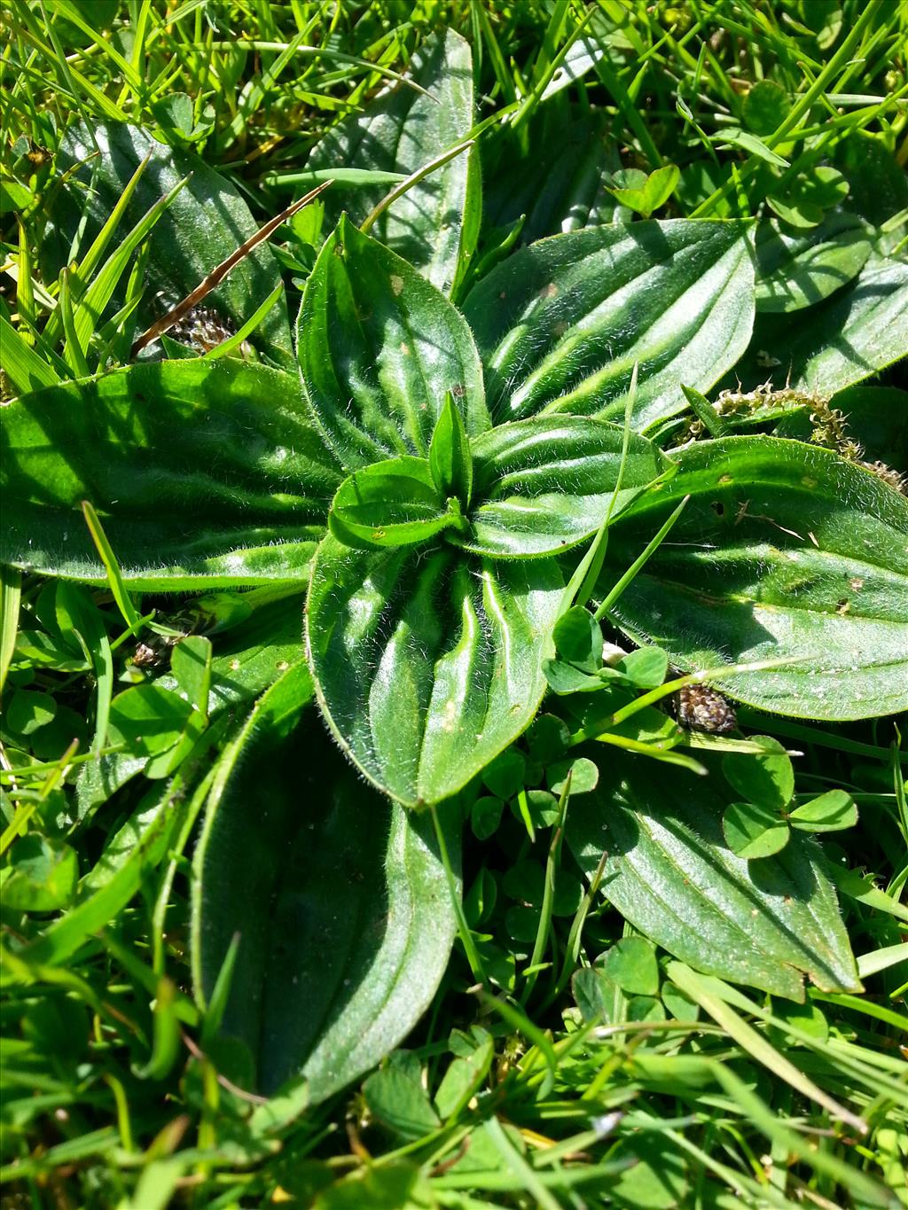 Plantago lanceolata (door Hinko Talsma)