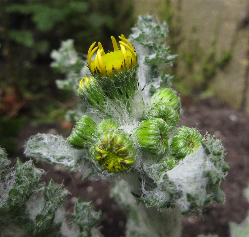 Senecio vernalis (door Hanneke Waller)