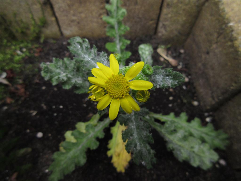 Senecio vernalis (door Hanneke Waller)