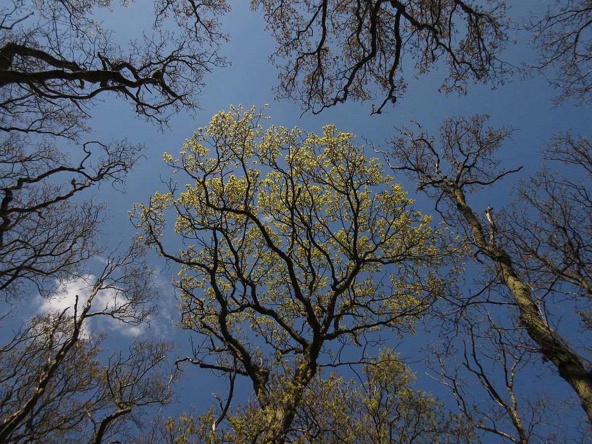 Quercus robur (door Hanneke Waller)