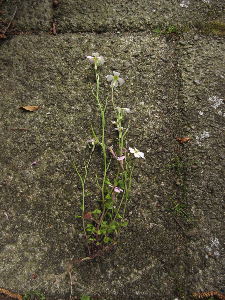 Malcolmia flexuosa (door Hanneke Waller)