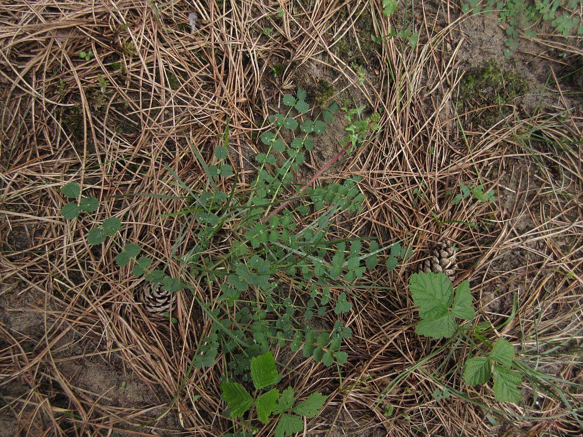 Poterium sanguisorba subsp. sanguisorba (door Hanneke Waller)