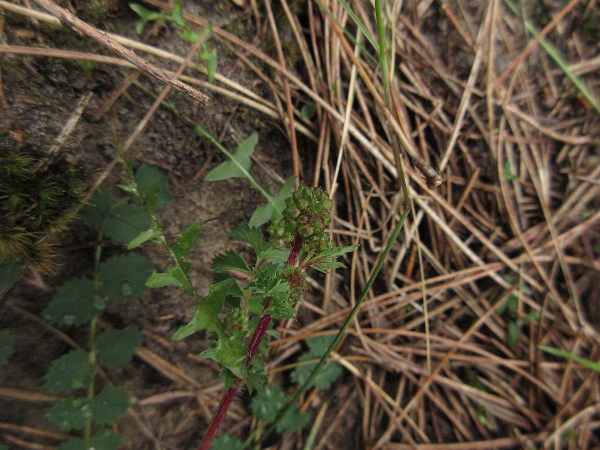 Poterium sanguisorba subsp. sanguisorba (door Hanneke Waller)