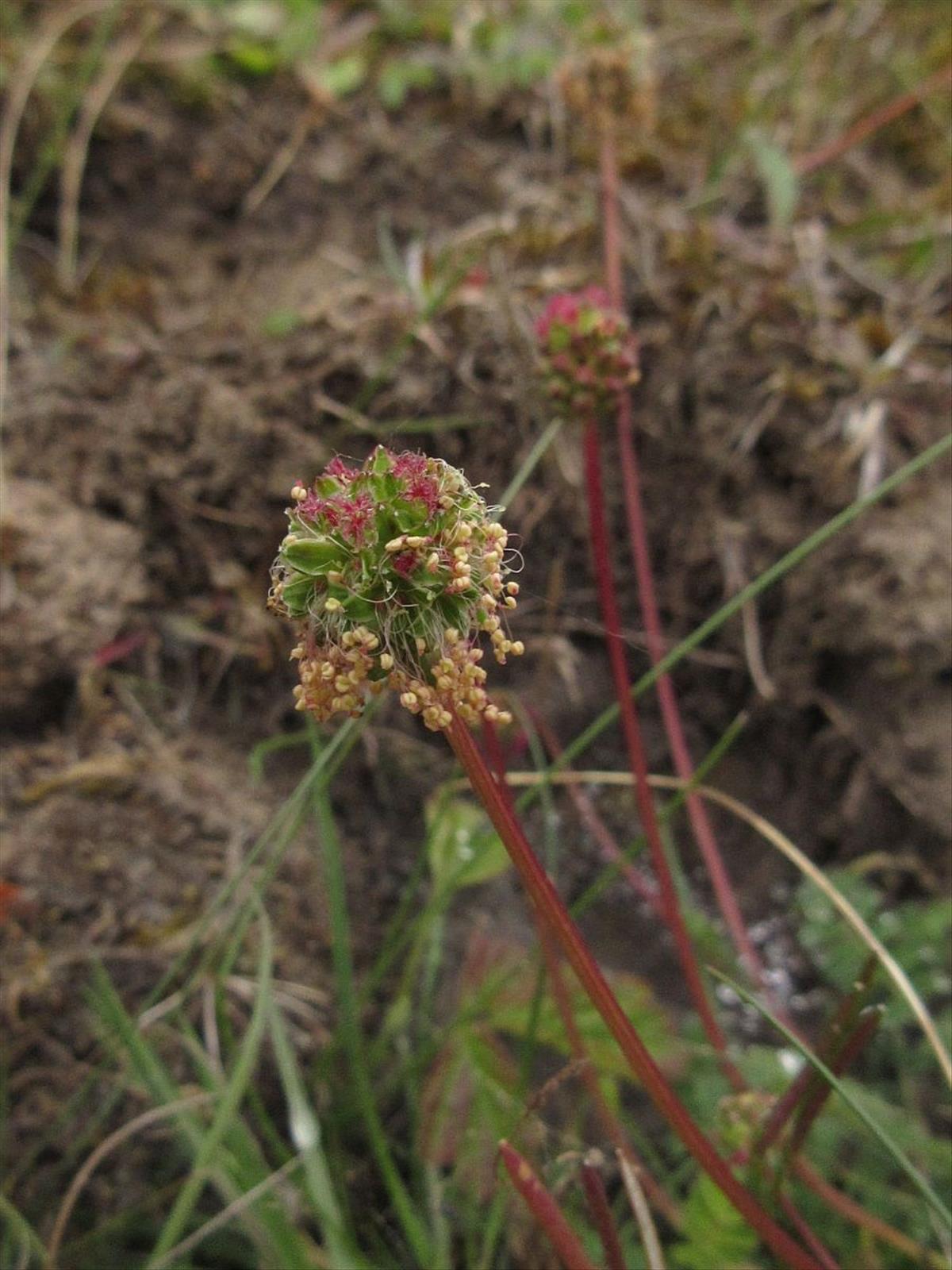 Poterium sanguisorba subsp. sanguisorba (door Hanneke Waller)