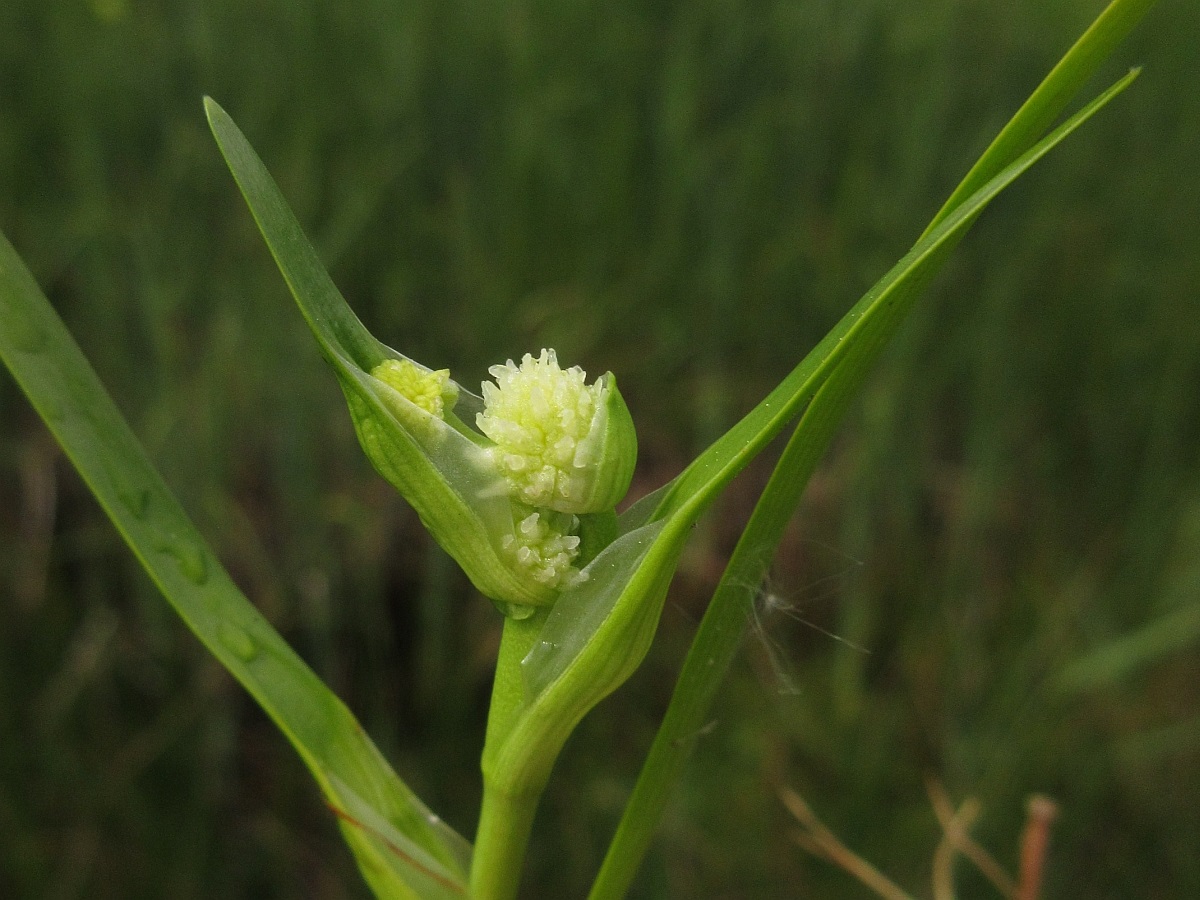 Sparganium natans (door Hanneke Waller)