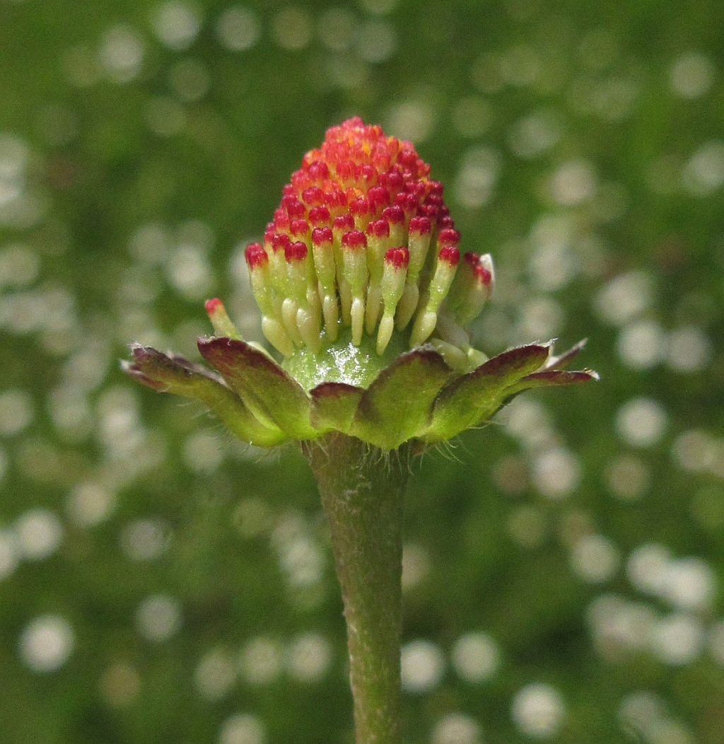 Bellis perennis (door Hanneke Waller)