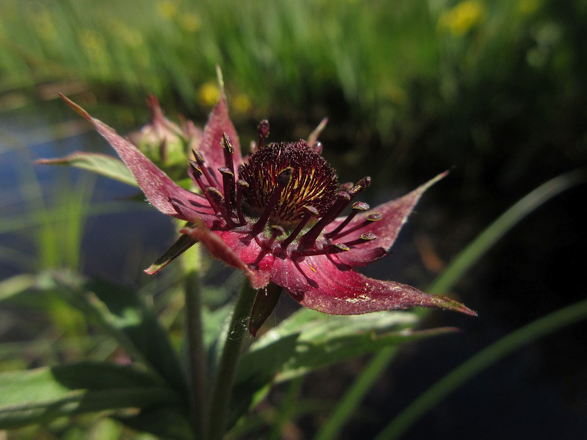 Comarum palustre (door Hanneke Waller)