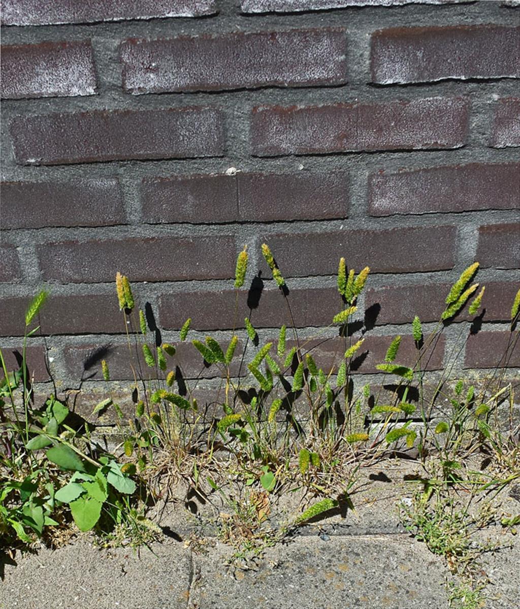 Rostraria cristata (door Koos Ballintijn)