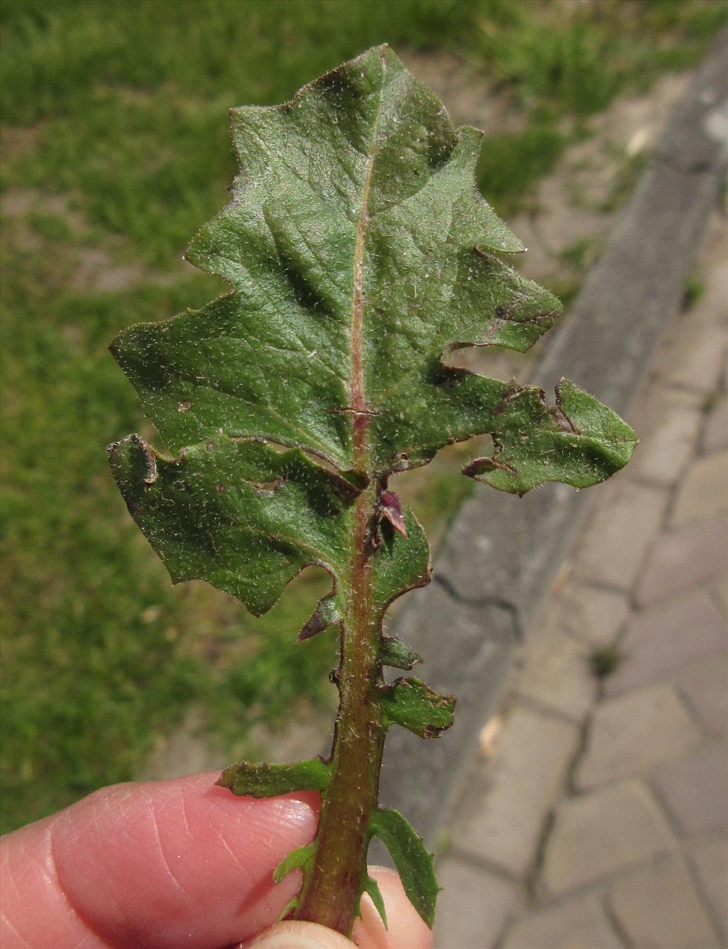 Crepis vesicaria subsp. taraxacifolia (door Hanneke Waller)