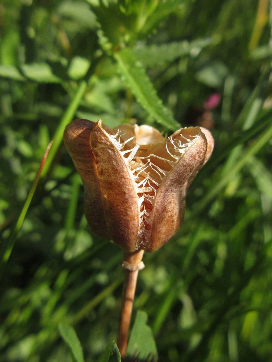 Fritillaria meleagris (door Hanneke Waller)