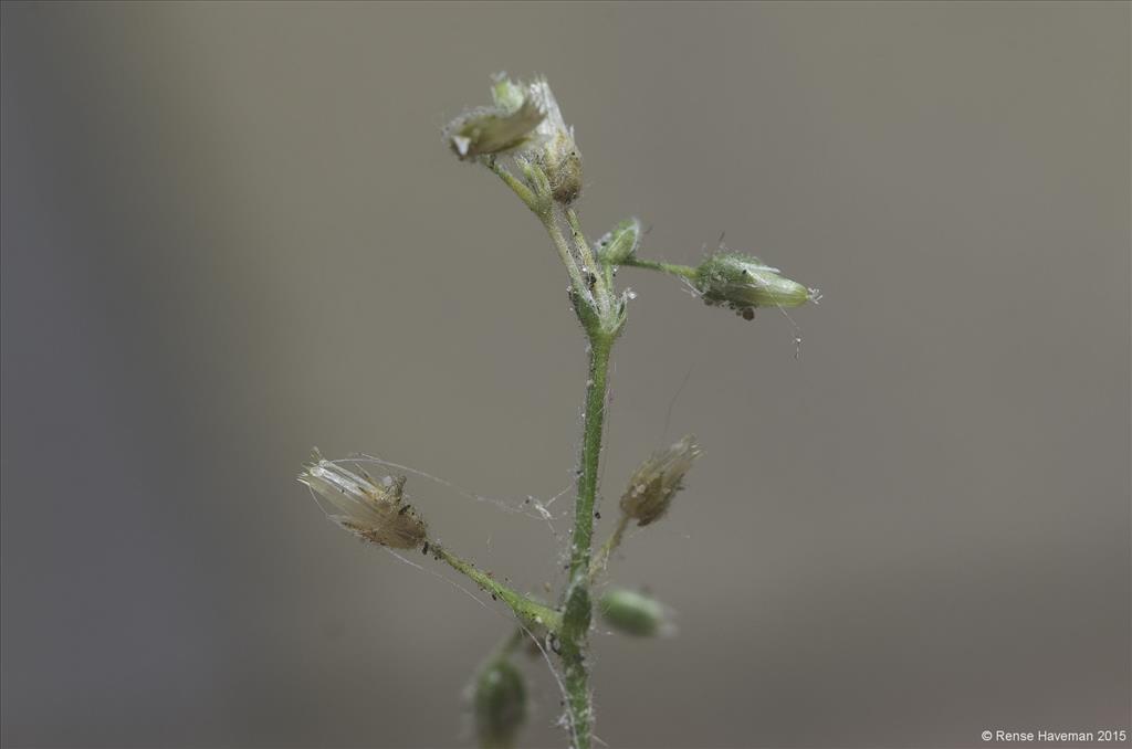 Cerastium glutinosum (door Rense Haveman)