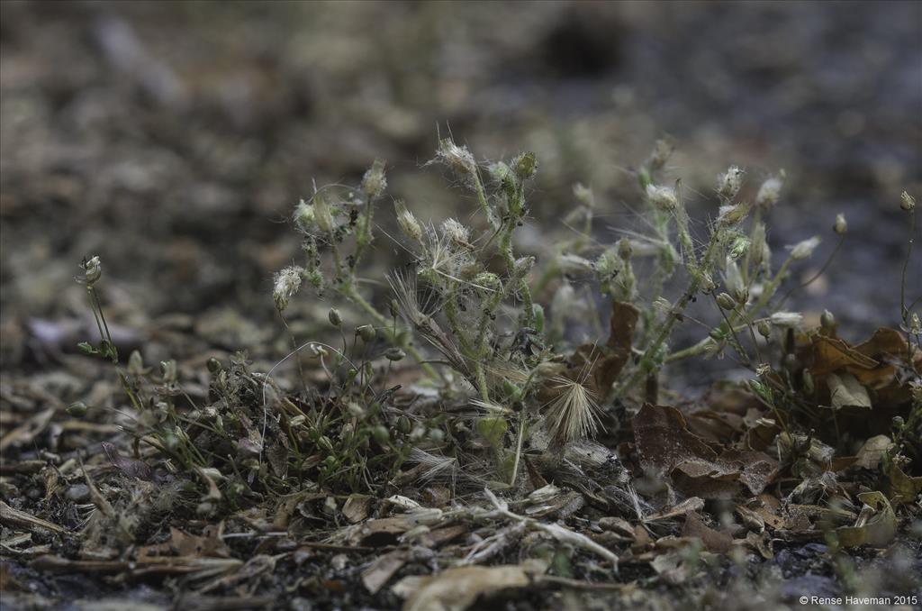 Cerastium glutinosum (door Rense Haveman)