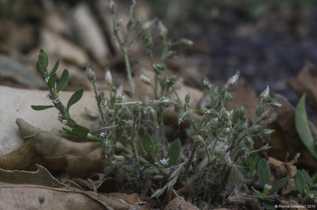 Cerastium glutinosum (door Rense Haveman)