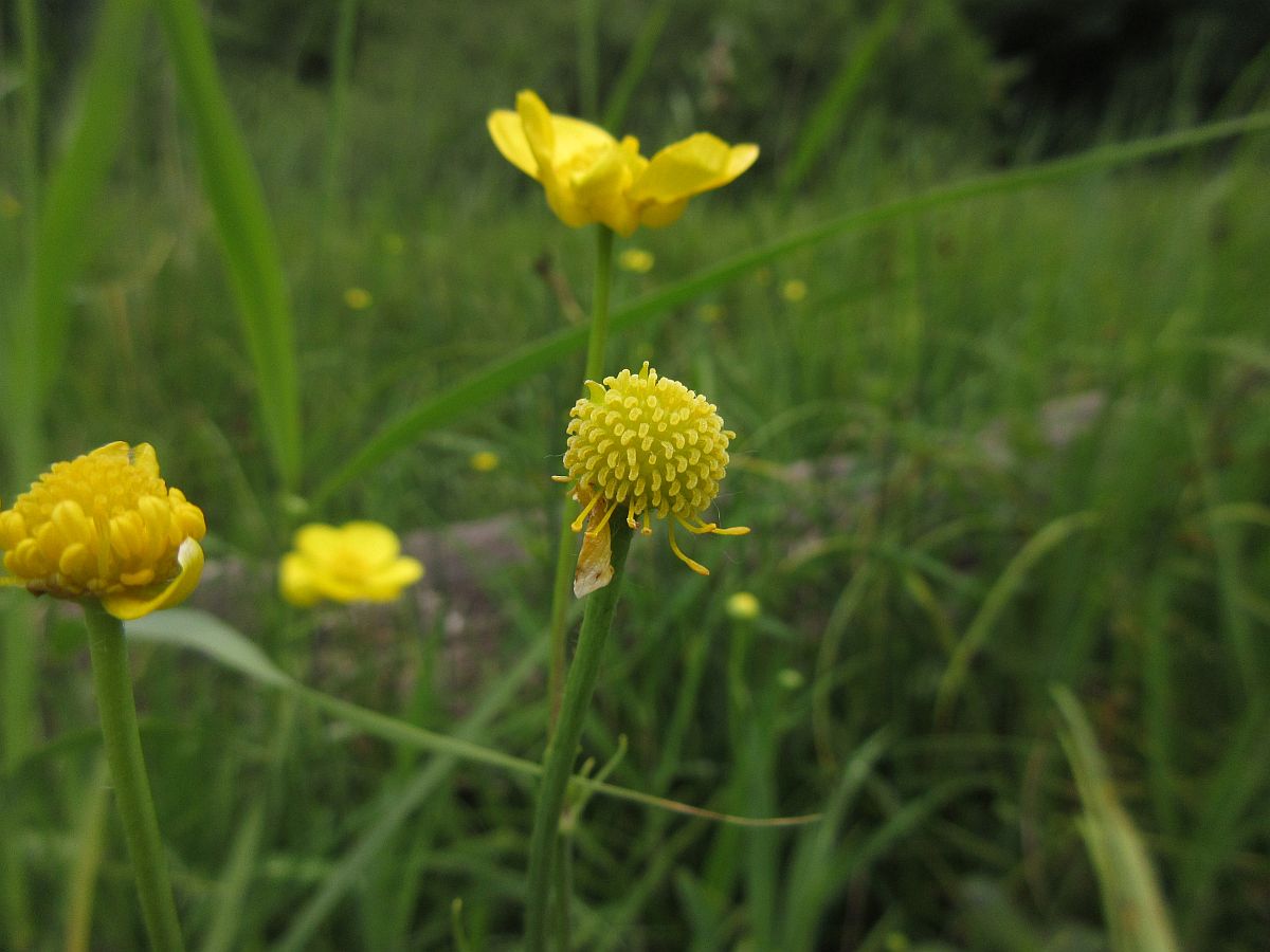 Ranunculus lingua (door Hanneke Waller)