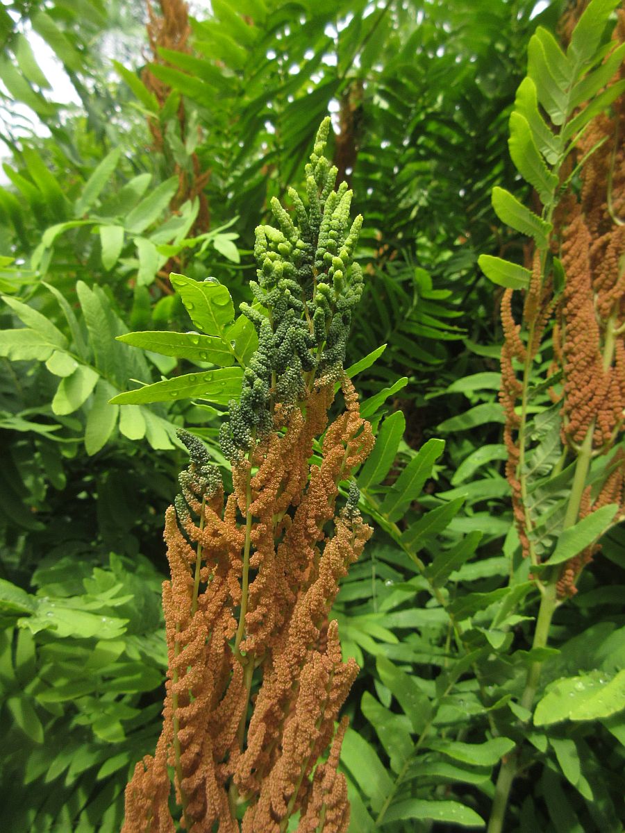 Osmunda regalis (door Hanneke Waller)