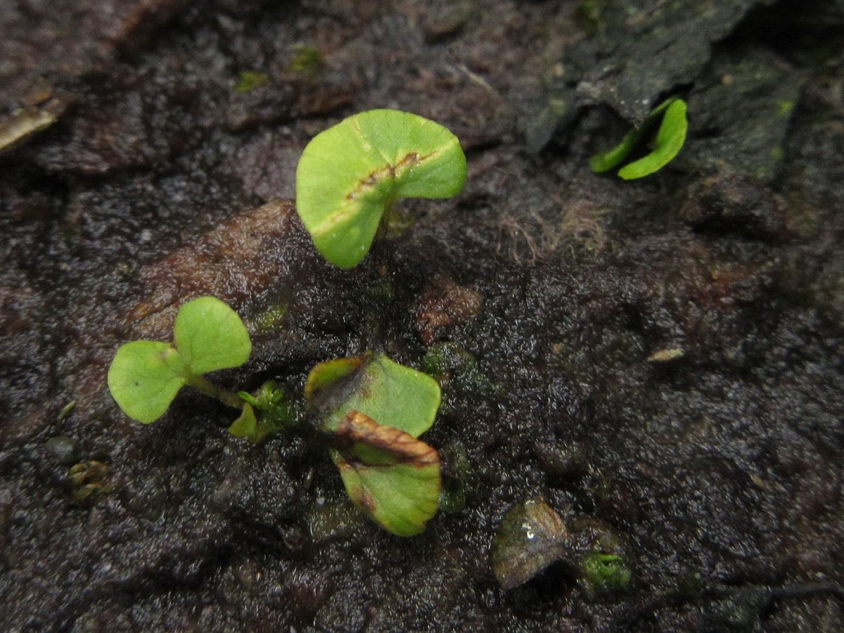 Osmunda regalis (door Hanneke Waller)