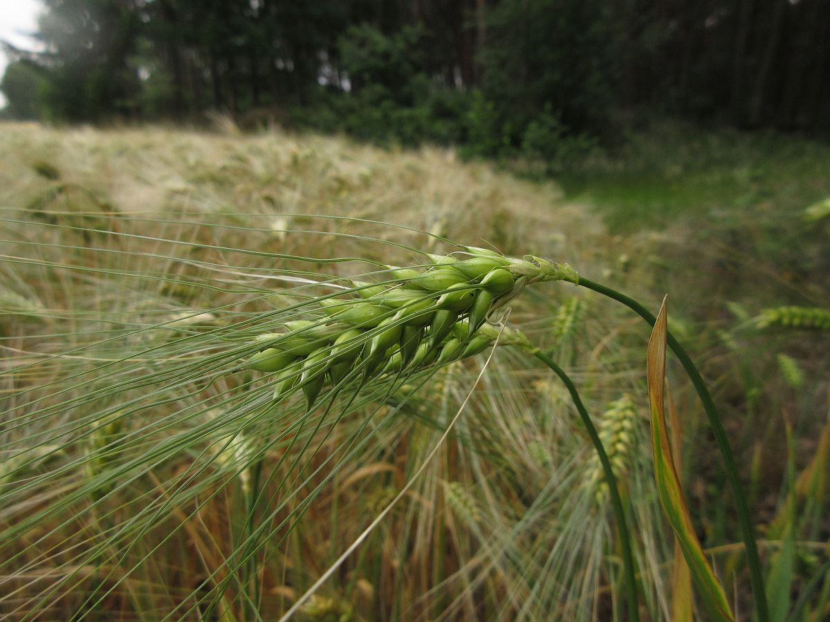 Hordeum vulgare (door Hanneke Waller)