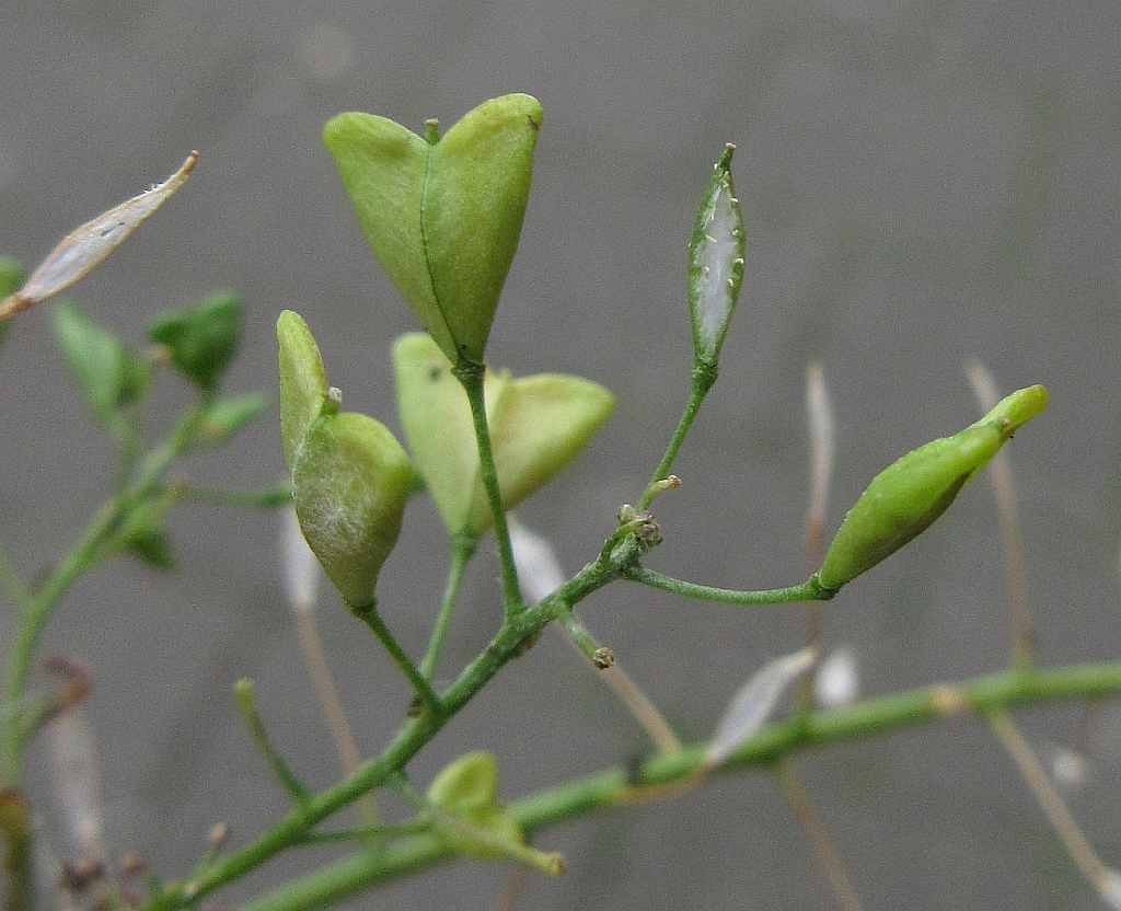 Capsella bursa-pastoris (door Hanneke Waller)