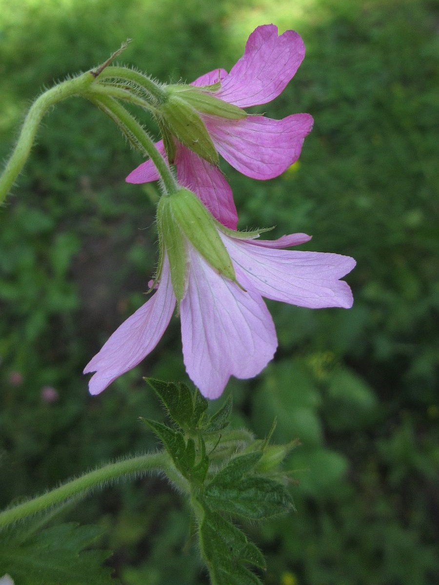 Geranium endressii (door Hanneke Waller)