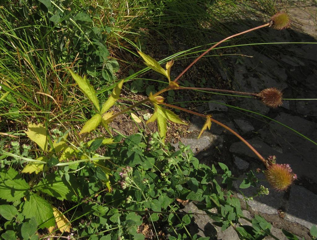 Geum aleppicum (door Hanneke Waller)