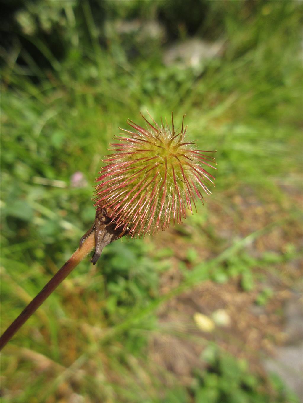 Geum aleppicum (door Hanneke Waller)