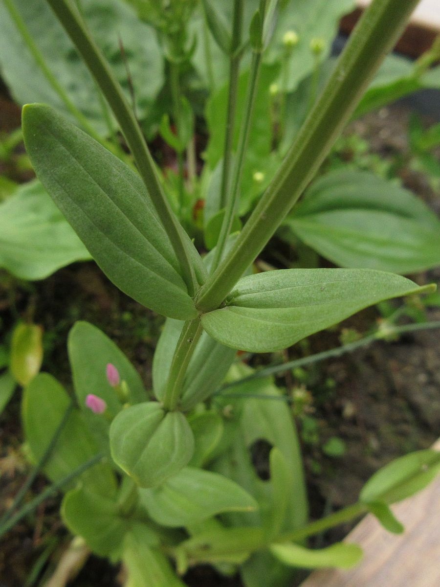 Centaurium erythraea (door Hanneke Waller)