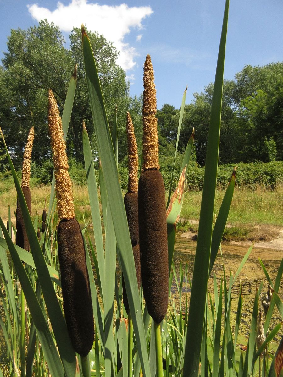 Typha latifolia (door Hanneke Waller)