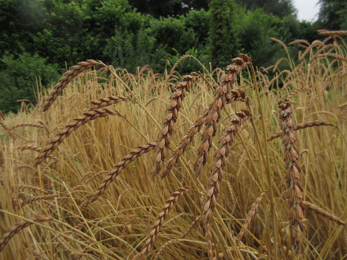 Triticum spelta (door Hanneke Waller)