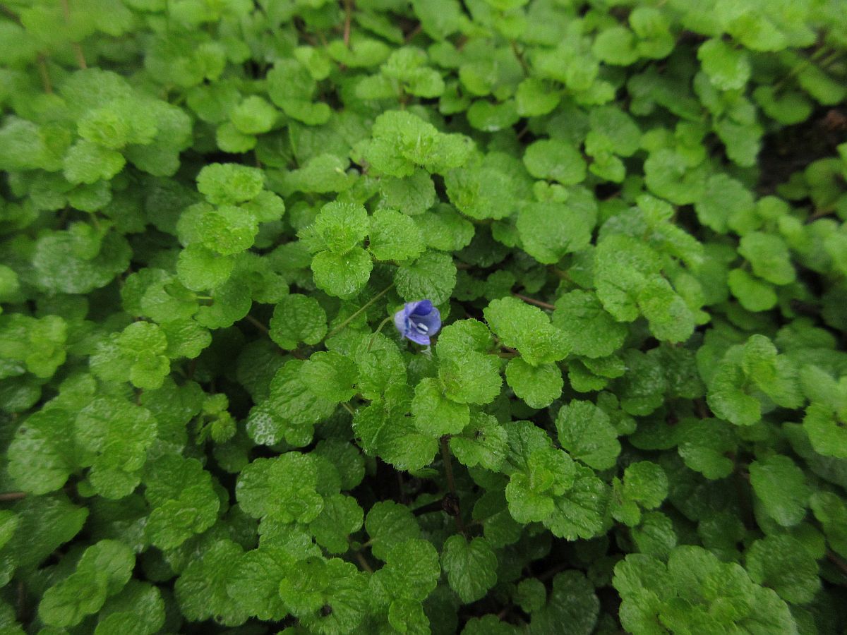 Veronica filiformis (door Hanneke Waller)