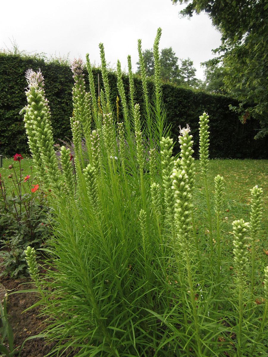 Liatris spicata (door Hanneke Waller)