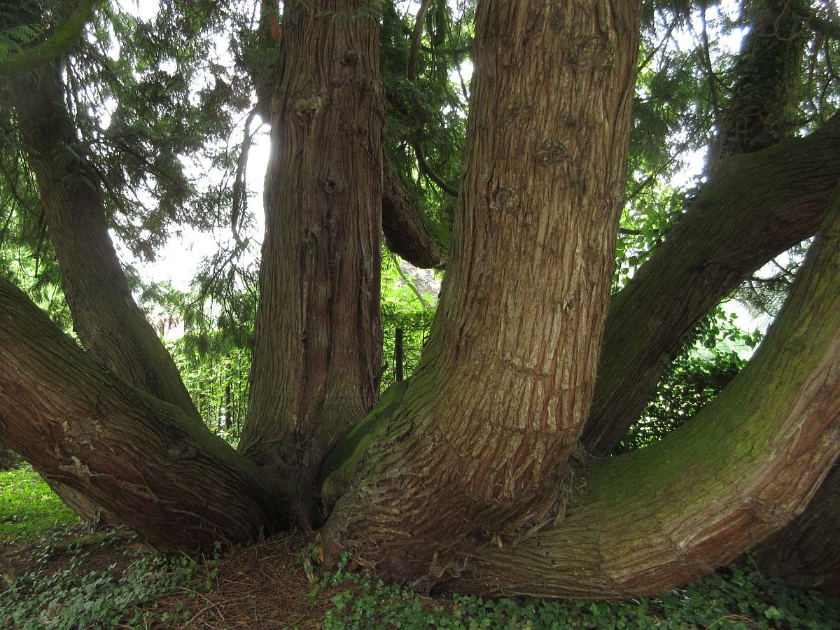 Thuja plicata (door Hanneke Waller)