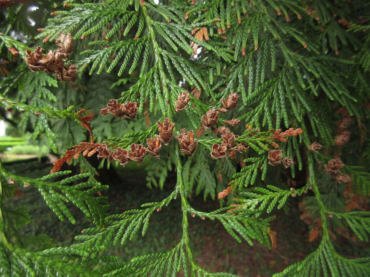 Thuja plicata (door Hanneke Waller)