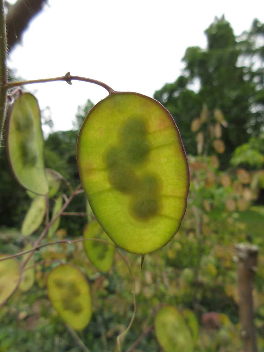 Lunaria annua (door Hanneke Waller)