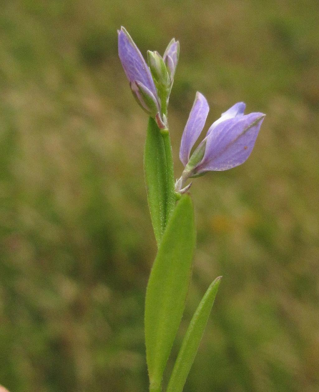 Polygala vulgaris (door Hanneke Waller)