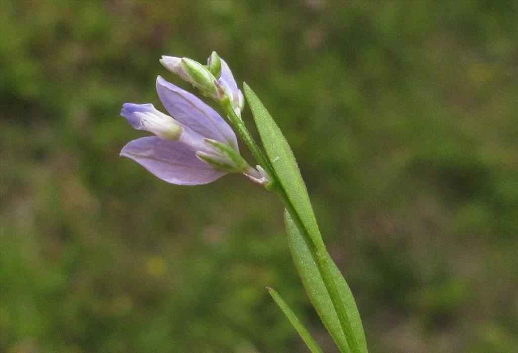 Polygala vulgaris (door Hanneke Waller)