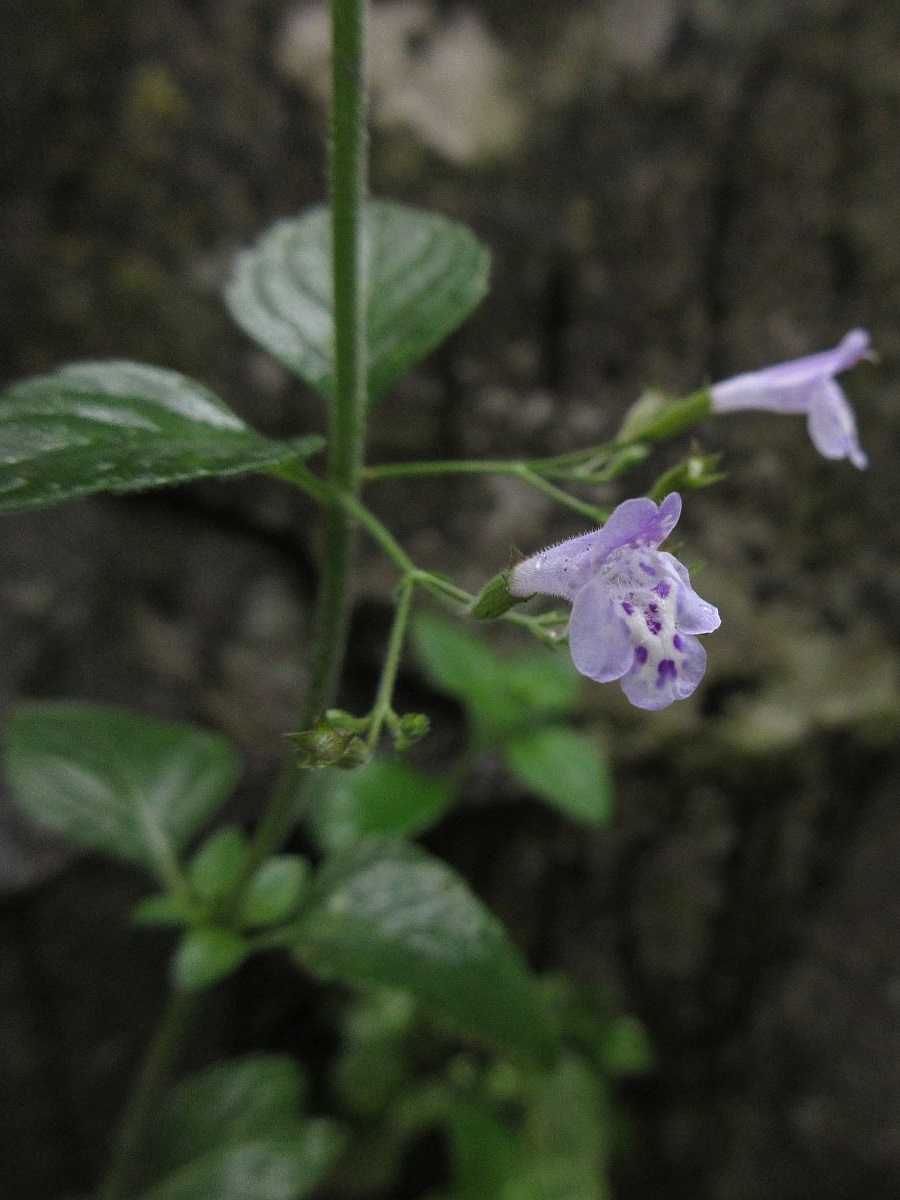 Clinopodium calamintha (door Hanneke Waller)