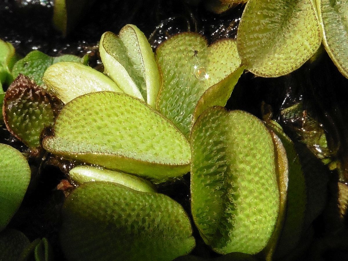 Salvinia molesta (door Hanneke Waller)