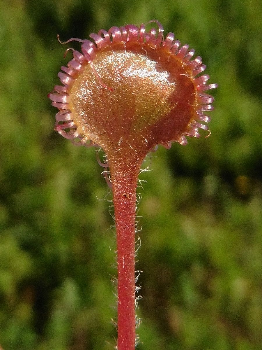 Drosera rotundifolia (door Hanneke Waller)