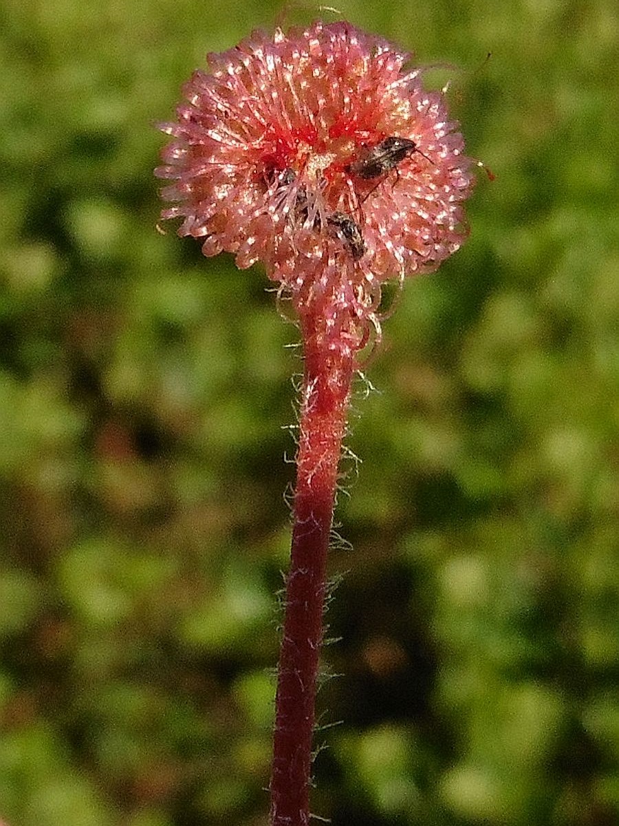 Drosera rotundifolia (door Hanneke Waller)