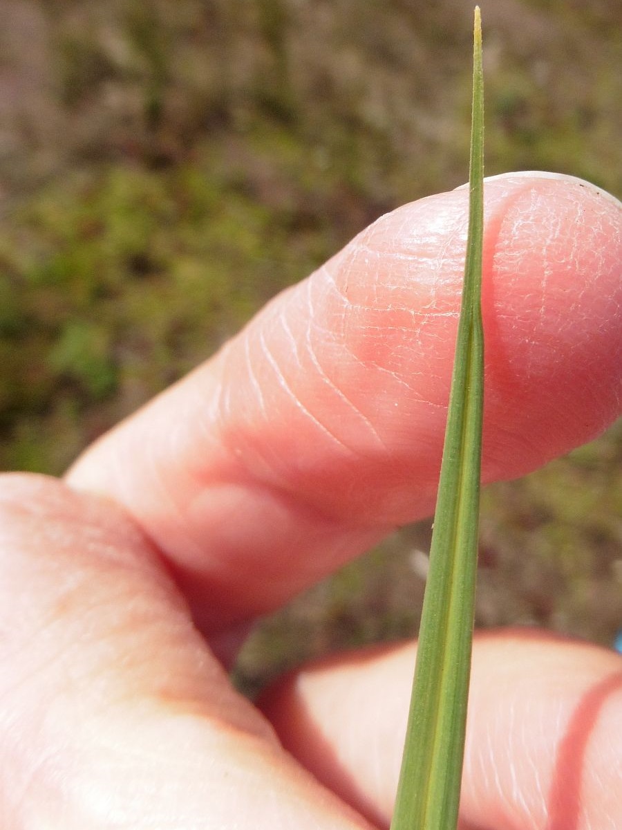 Carex panicea (door Hanneke Waller)